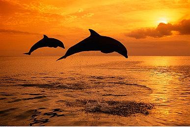 动保组织针对《幻兽帕鲁》发表声明：玩家要吃素帮助动物